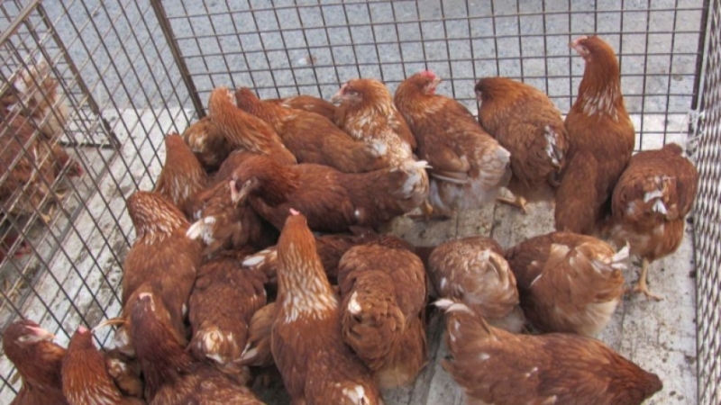 Забраняват пазарите за всички видове домашни животни и птици. Мярката