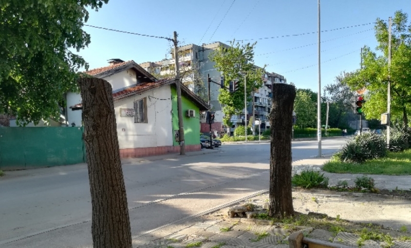 Служители на Община Видин отсякоха здрави дървета сигнализираха жители на
