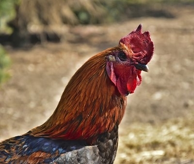 Петел нападнал и убил стопанката си докато тя събирала яйца