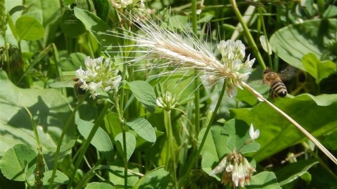 Наскоро един проблем който от години тревожи пчеларите разбуни духовете
