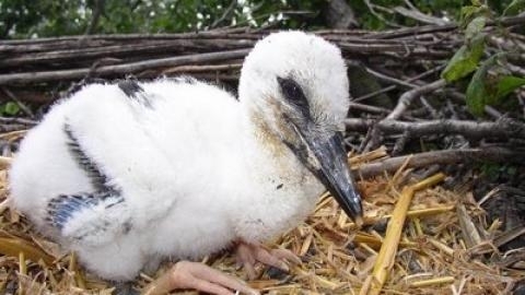 Щъркелче паднало от гнездото си е било спасено във Видинско