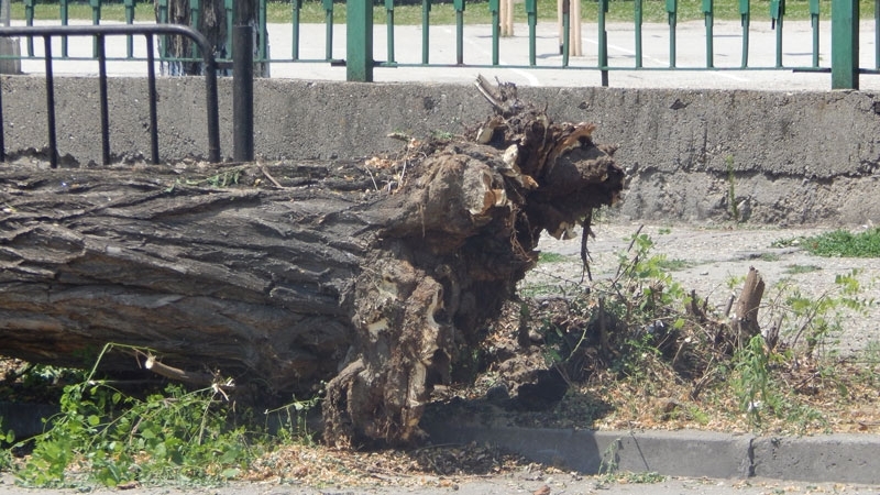 Силният вятър в Лом снощи е изкоренил общо 4 дървета