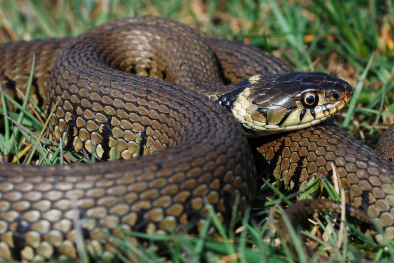 Змия ухапа медицинска сестра от столицата по време на излет
