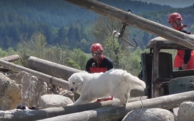 Българските спасителни кучета вече ще провеждат учения за действия при