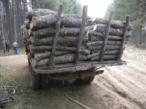 Полицаи са хванали 5 има криминално проявени да превозват незаконни дърва