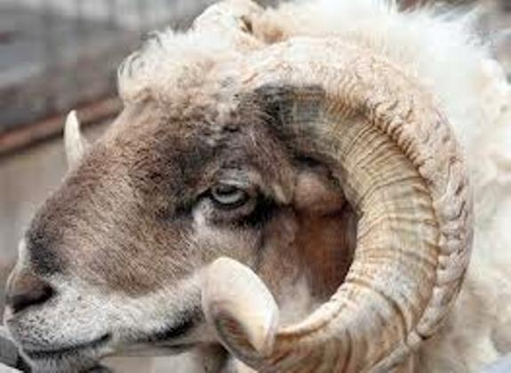 Неизвестен задигна овена на жена от Врачанско съобщиха от полицията