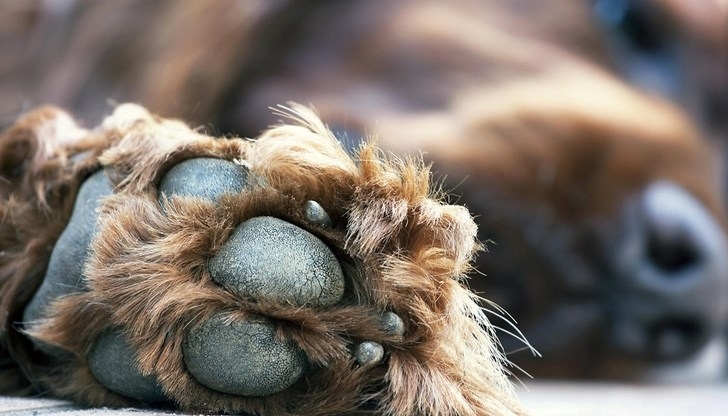 Мъж е застрелял куче в ломското село Трайково съобщиха от