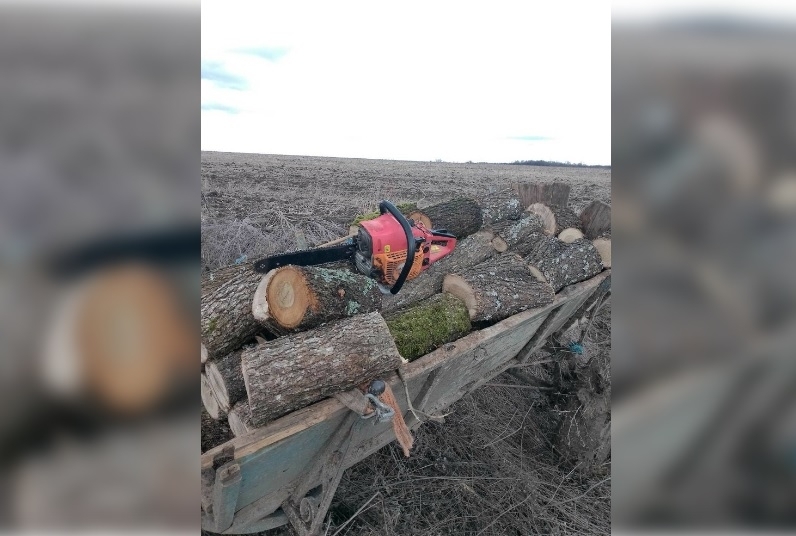 Горски служители спряха бракониерска сеч в село Извор на територията