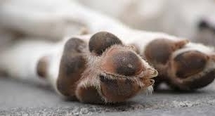 Убиха куче във Видинско съобщиха от МВР На 14 март в