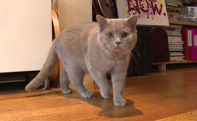 Котарак стана съавтор на научен труд
