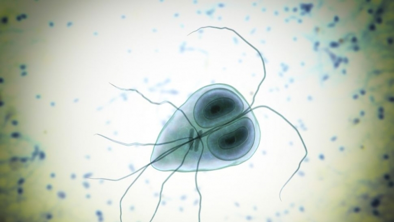 Случай на ламблиоза засякоха здравните власти в Монтанско научи агенция