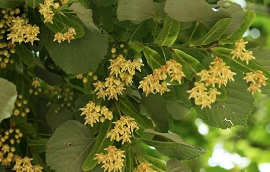 Съвместна проверка от звено Инспекторат и служители на полицията в