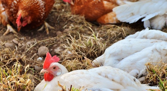 Около 6000 патици от ферма в стралджанското село Зимница заразени