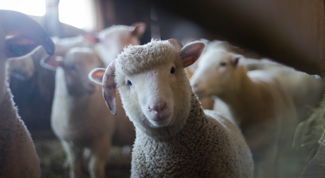 Американски учени от Станфордския университет създадоха за първи път хибридмежду човек