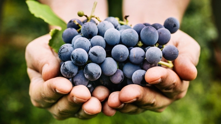 В изчерпателни проучвания публикувани наскоро в списание Foods беше съобщено