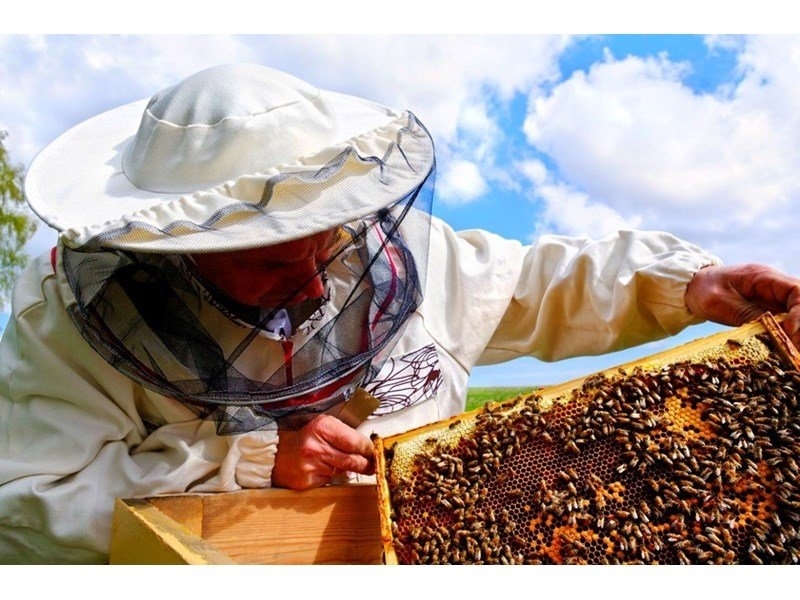 Пчеларите излизат на протест пред Министерството на земеделието Представители на