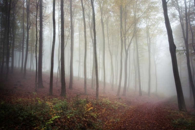 Обилни дъждове заляха части от Източна Австралия като предизвикаха наводнения