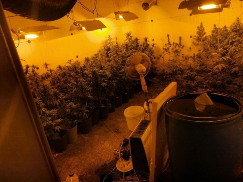 Откриха голяма оранжерия за култивиране на наркорастения в Бухово баща