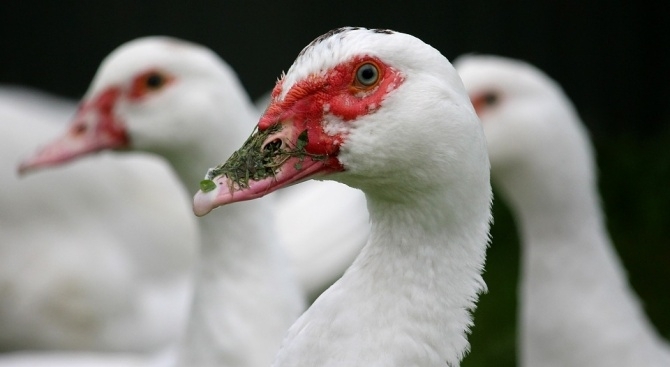 Около 12 хиляди птици са били умъртвени по хуманен начин