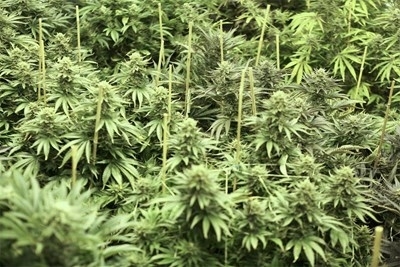 В района на Петрич започна така наречената канабисова жътва С