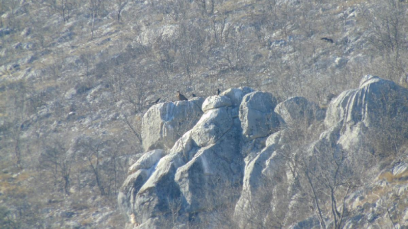 Проведен е мониторинг на белоглавите лешояди в природен парк "Врачански