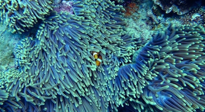 Природозащитници от Сейшелските острови работят по проекти за възстановяване на