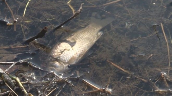 Eксперти откриха мъртва риба в река Марица. Екипи на екоинспекцията в