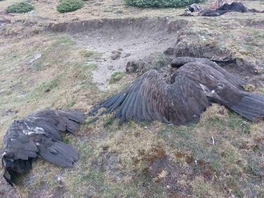 Отровата, която покоси лешоядите в Балкана: 10 души са правили аутопсията, прилошавало им