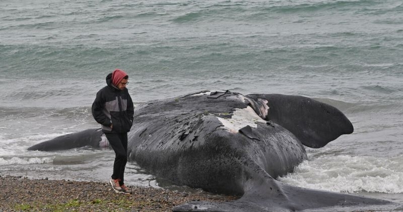 Най малко 13 мъртви кита са изплували в Аржентина по бреговете на