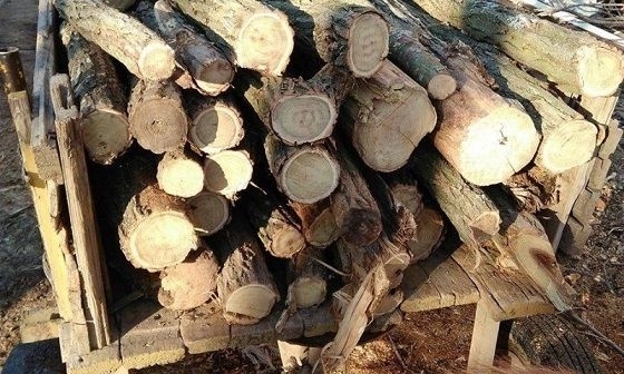 Дъбова дървесина без документи за произход е открита от полицаи