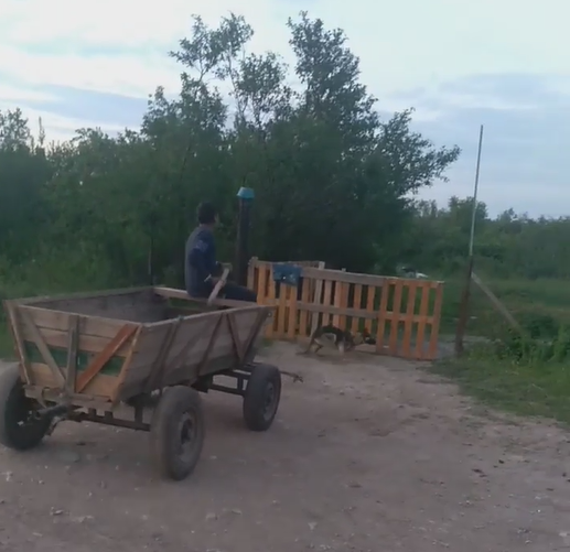 Кадри с брутално насилие над беззащитно куче във Враца взривиха