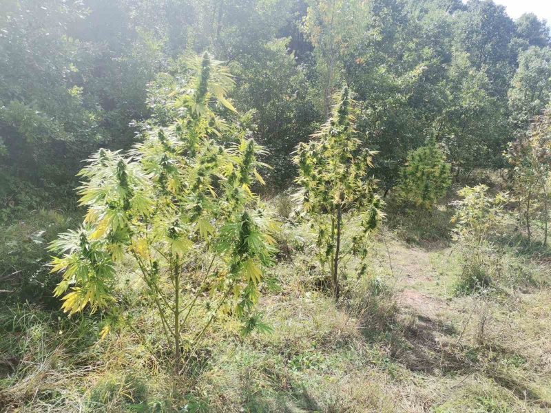 Ченгета разкриха наркооранжерия в землището на монтанско село научи BulNews Случката