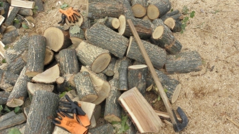Горски и полицаи откриха незаконни дърва в частен имот във