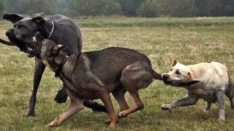 Истинска касапница ужаси хората в берковското село Мездрея Озверели кучета