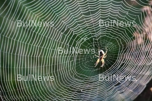 Паяци в тялото ще лекуват човека