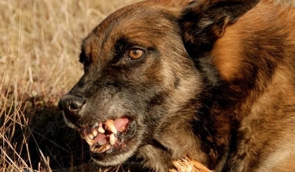 Домашно куче нападна и нахапа зверски собственика си Инцидентът се