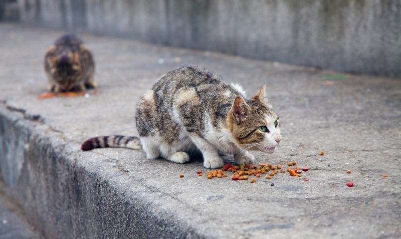 Гневен дядка от Бяла Слатина отровил две от котките на
