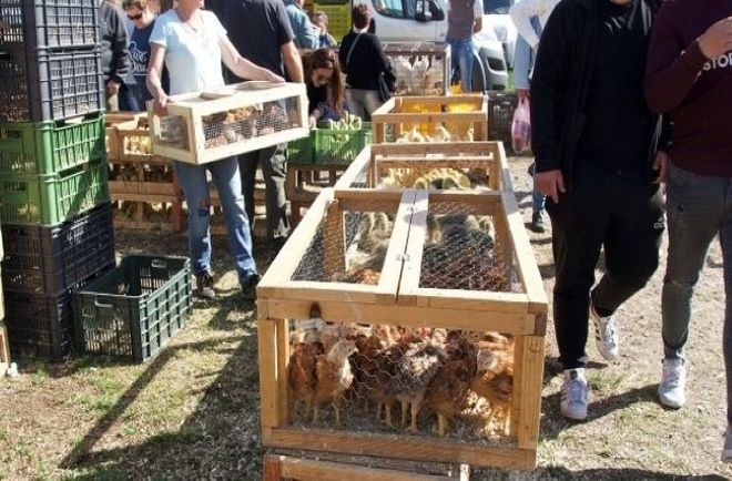 Aгенцията по храните забранява провеждането на пазари за живи животни