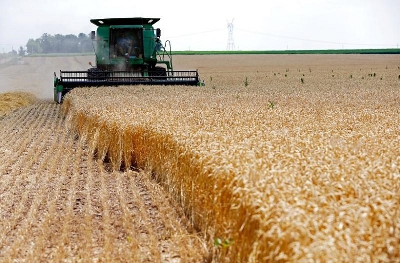Мъж от Белослатинско ожънал и откраднал 9 декара пшеница съобщиха