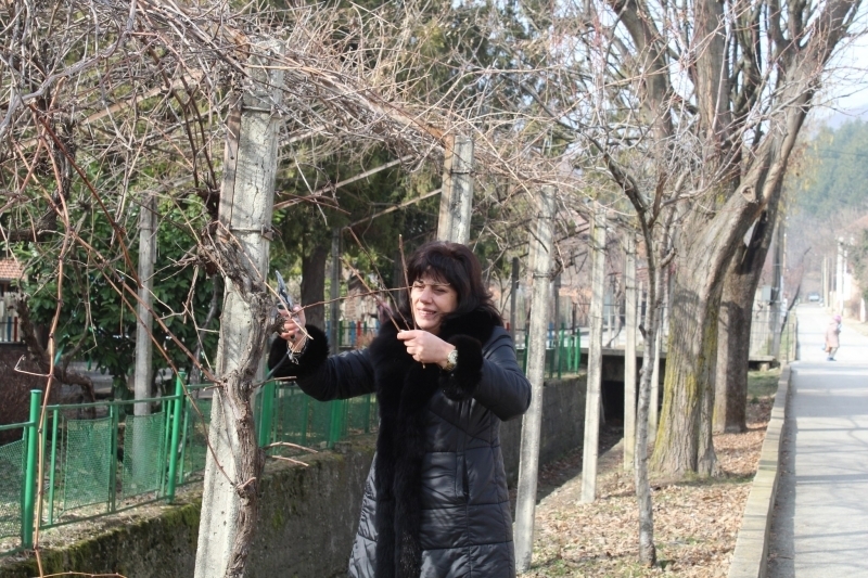 Нина Петкова заряза лозата в Георги Дамяново /снимки/