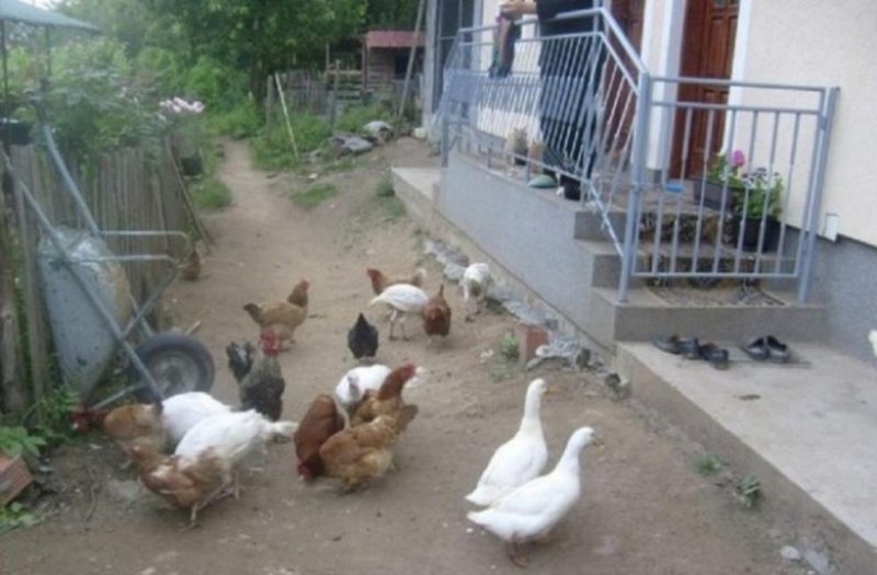 Близо 2000 патици са заразени с птичи грип във ферма