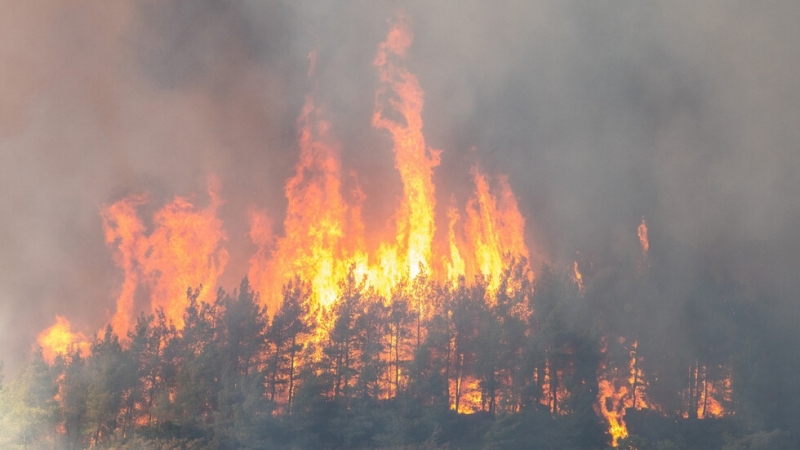 Петима души загинаха а 44 бяха ранени след като горски