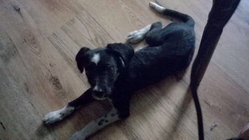 Общинският съвет във Видин гласува наредба с която ограничава броя