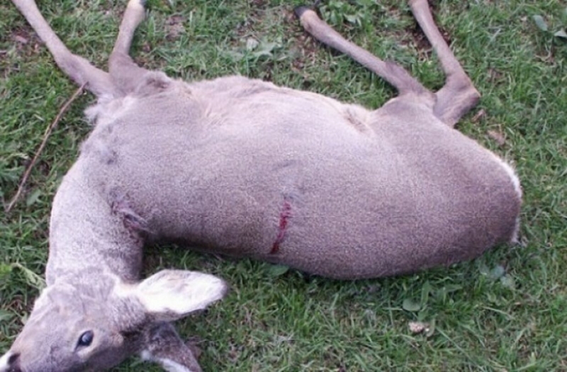 Полицаи разследват ловци за незаконен лов на сърни в Монтанско