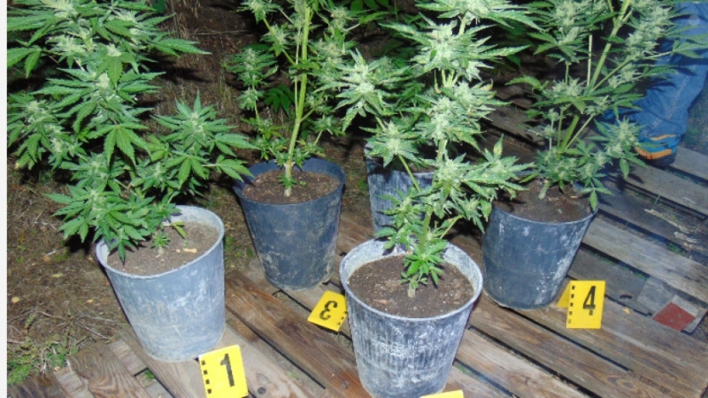 Полицаи намериха и иззеха саксии с канабис в къща във