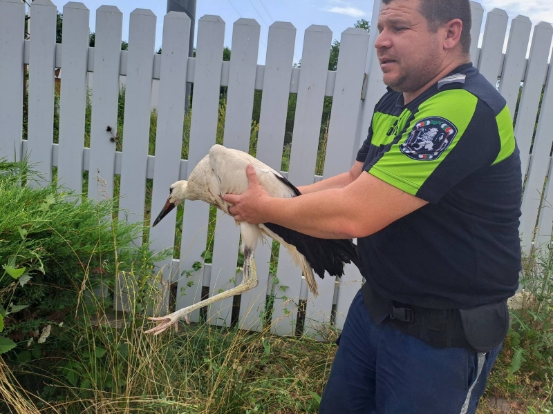 Столични полицаи спасиха щъркелче на АМ Хемус съобщиха от пресцентъра