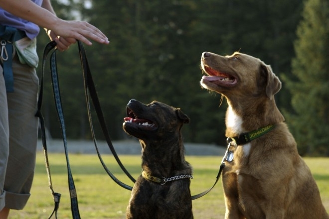 Започват проверки за спазване изискванията за отглеждане на домашни кучета