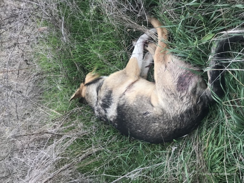 Пиян мъж уби куче в Монтанско съобщиха от МВР в