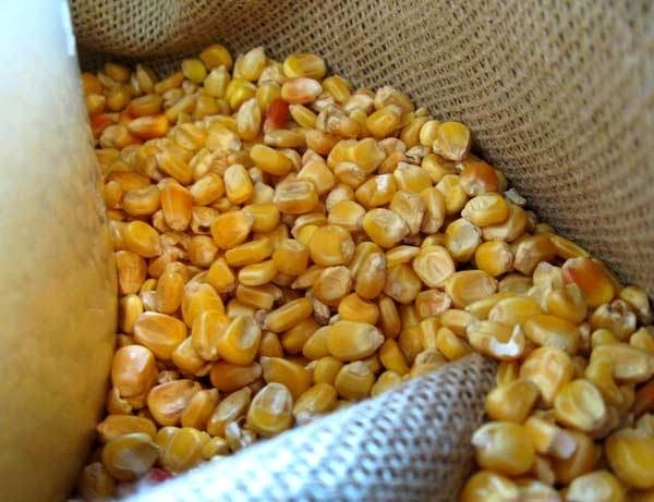 Полцията е хванала крадец на царевица от земеделски блок във