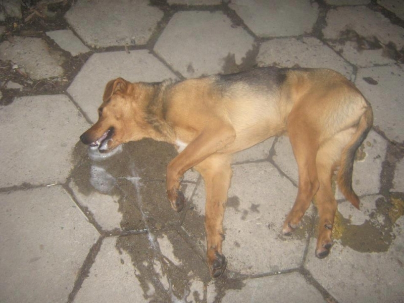 Изверг е отровил куче и кокошка на възрастен мъж в